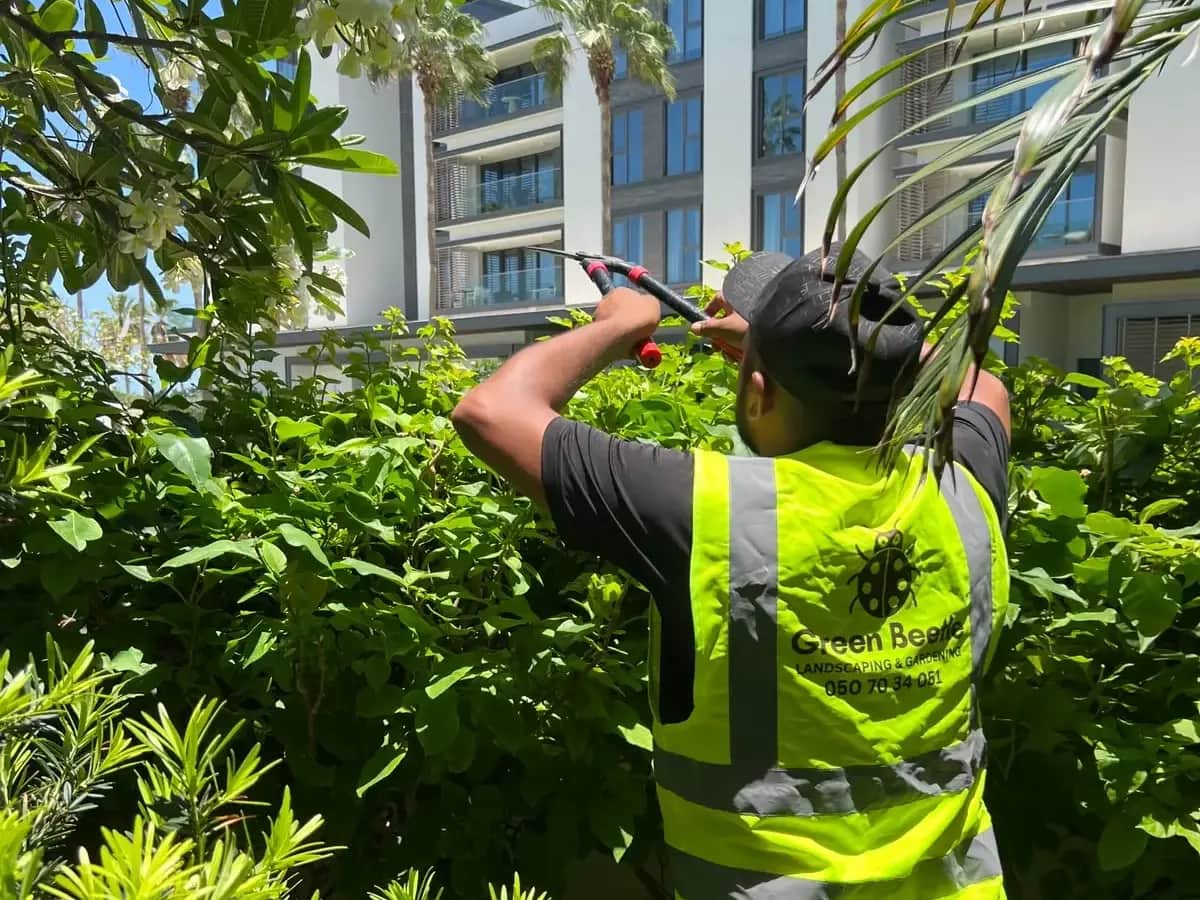 Green Beetle team member in a hi-vis vest trimming a hedge at a residential garden