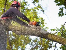 Tree Trimming