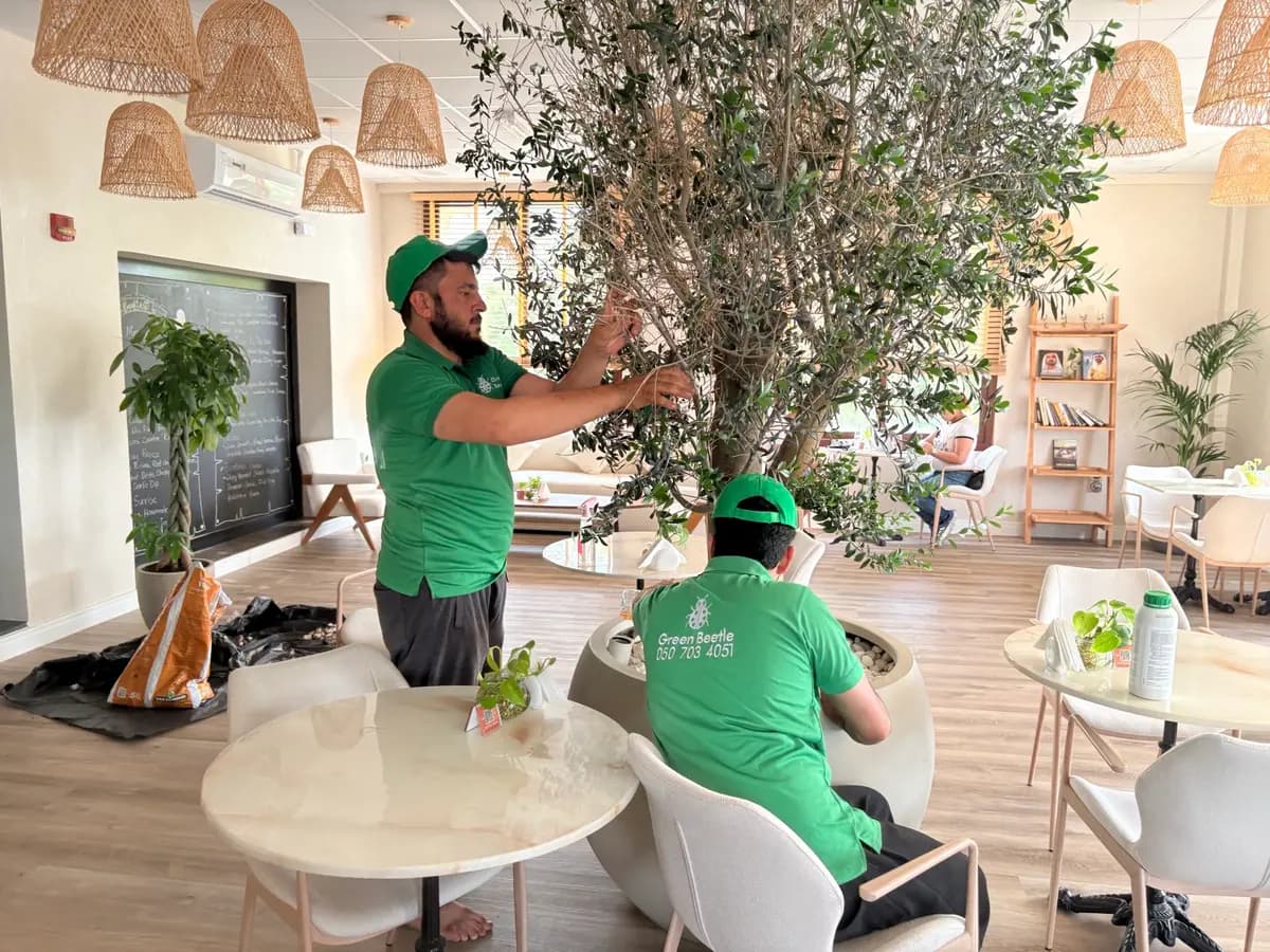 Two Green Beetle team members in branded polos pruning an olive tree inside a restaurant