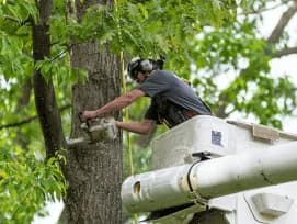 Tree Removal Dubai — Safe, Licensed, Stump Grinding