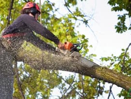 Tree Trimming Dubai — Licensed Arborists, Same Week