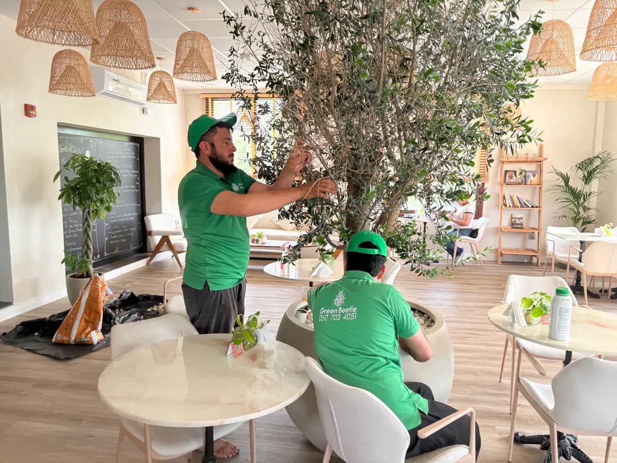 Two Green Beetle team members pruning an olive tree inside a restaurant
