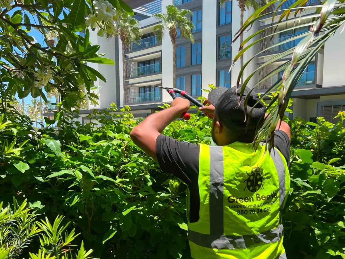 Green Beetle team member in a hi-vis vest trimming palm fronds