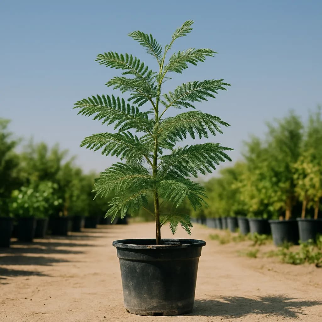 Acacia Tree