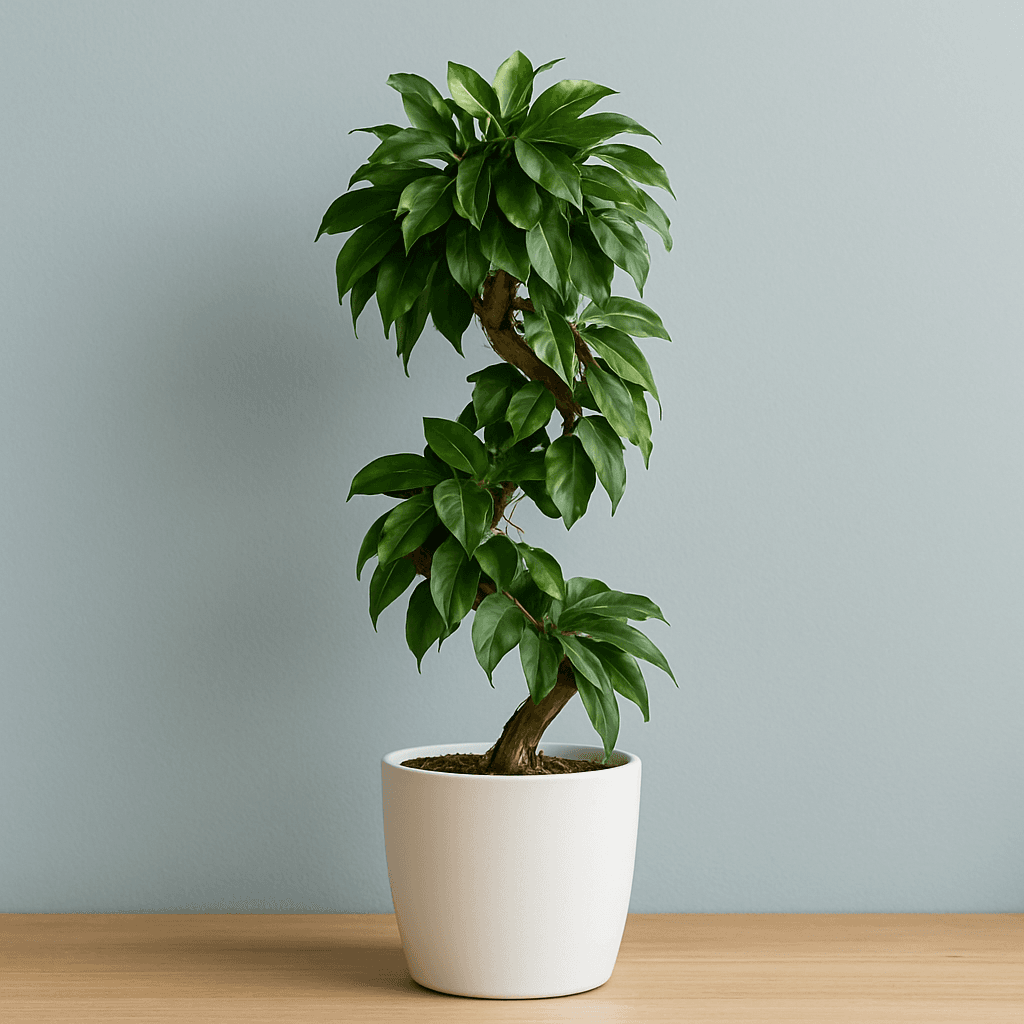 Artificial Spiral Ficus