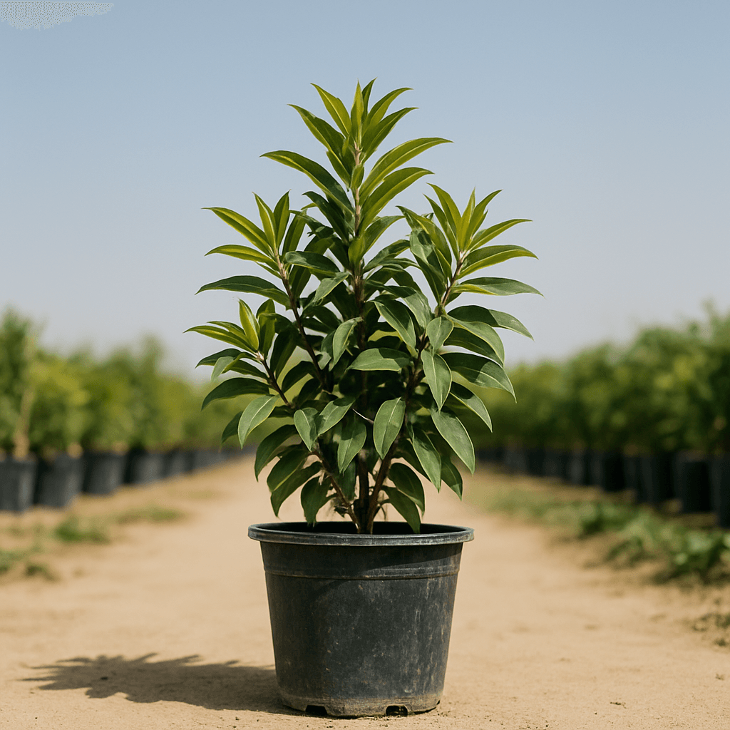 Asoca Tree