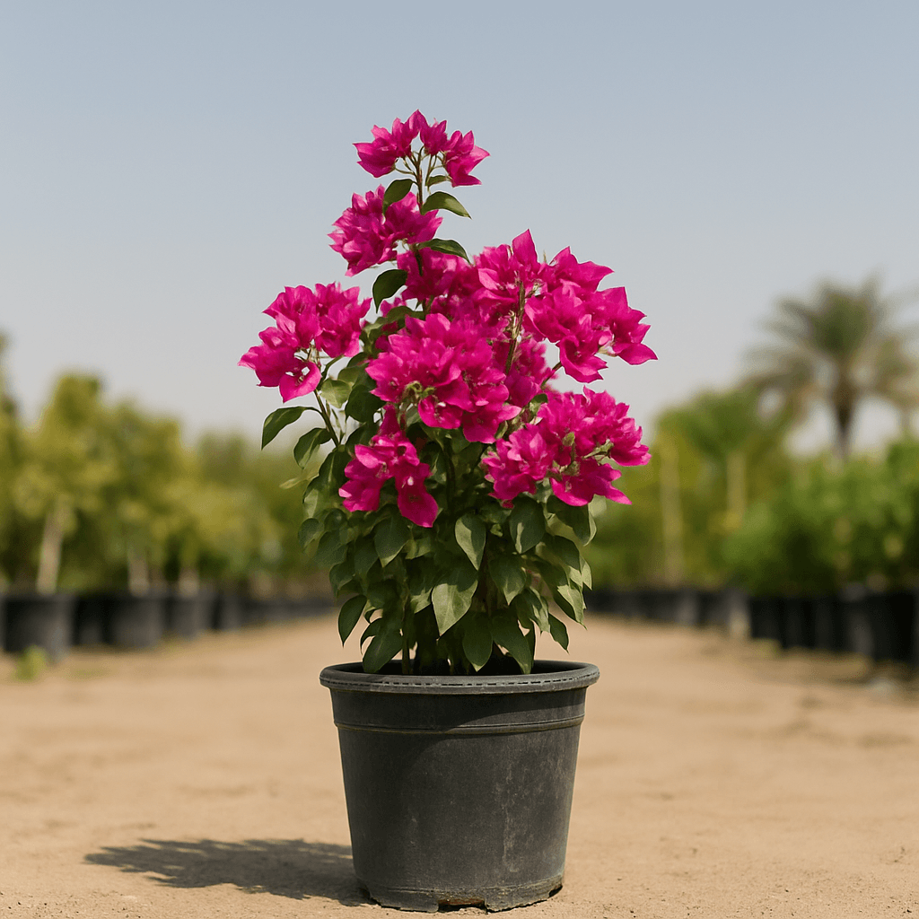 Bougainvillea Alexandra