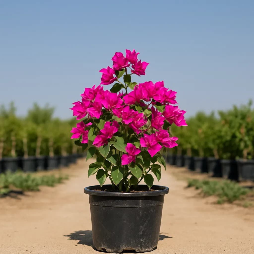 Bougainvillea Pink Pixie