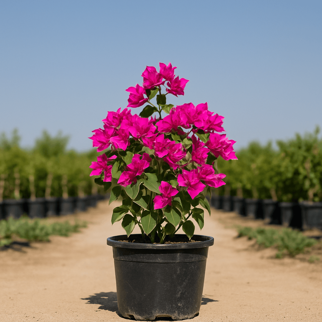 Bougainvillea Pink Pixie