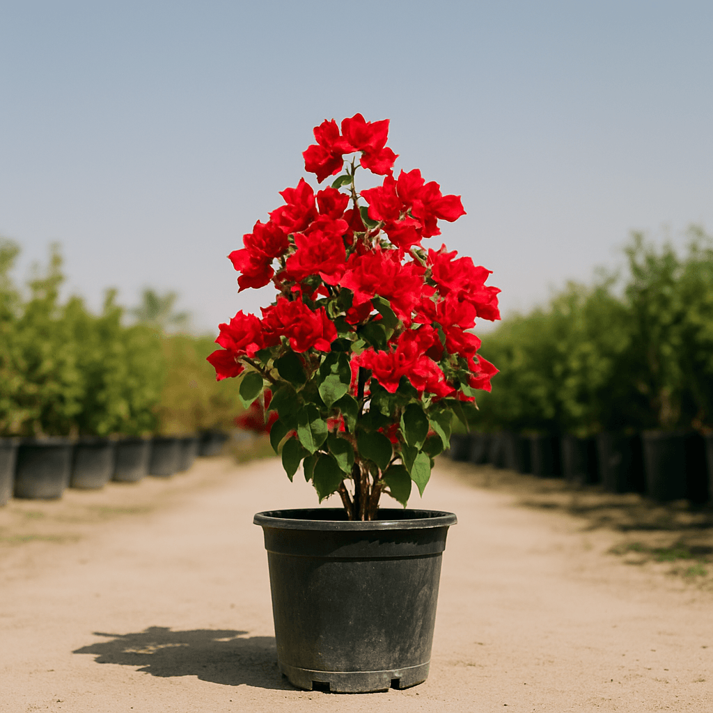 Bougainvillea Red