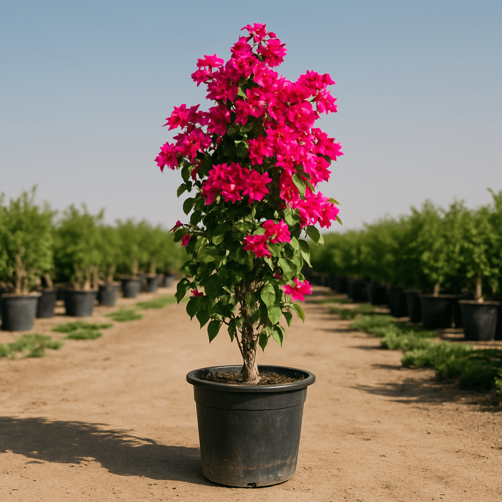 Bougainvillea Tall
