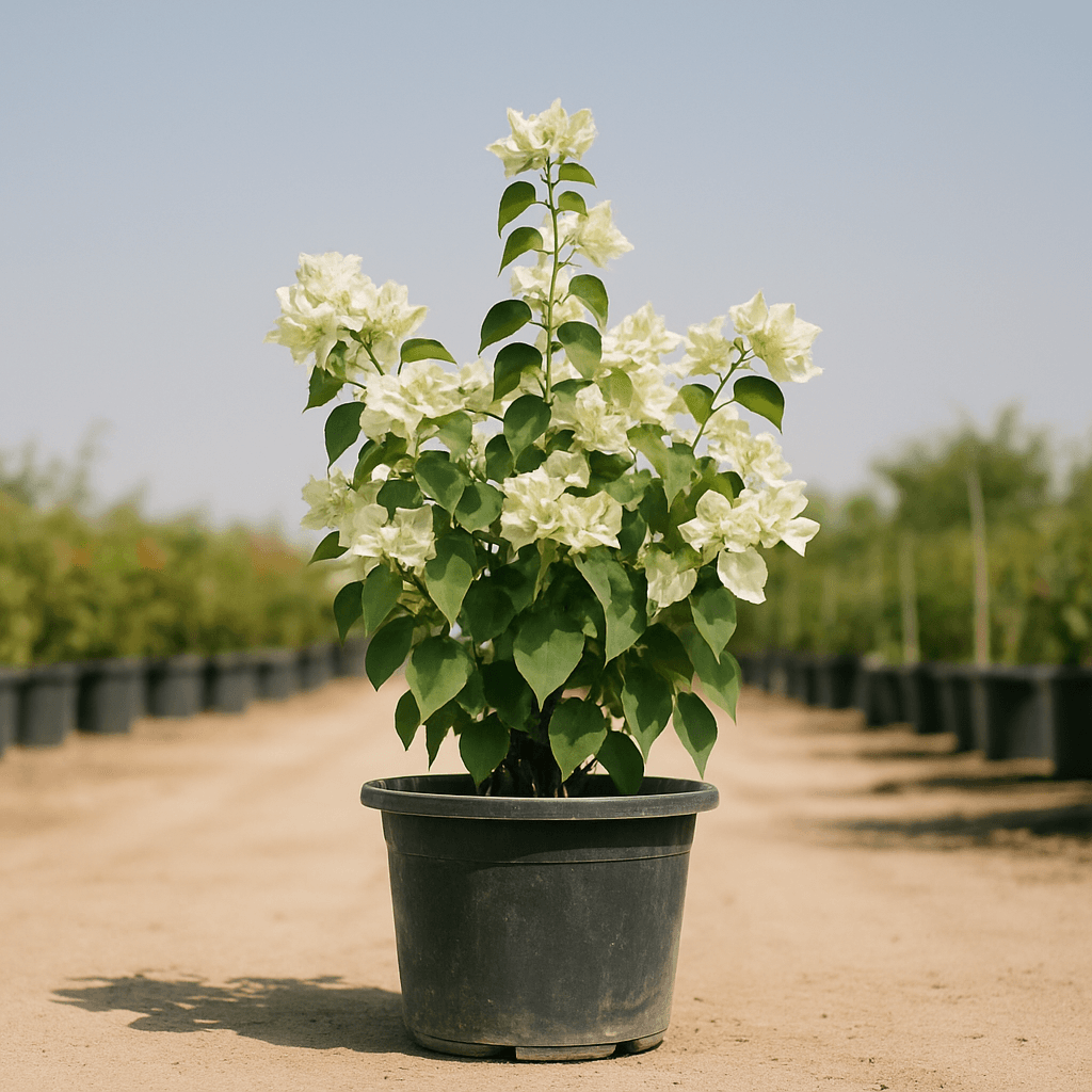 Bougainvillea White