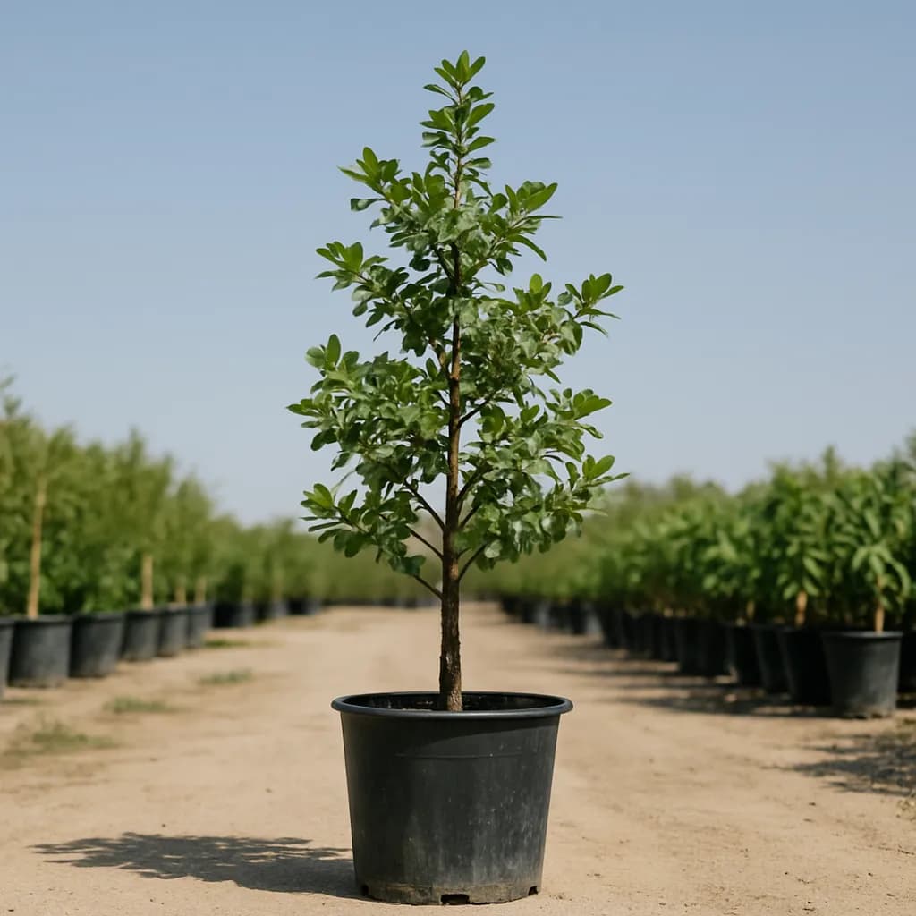Busida Tree