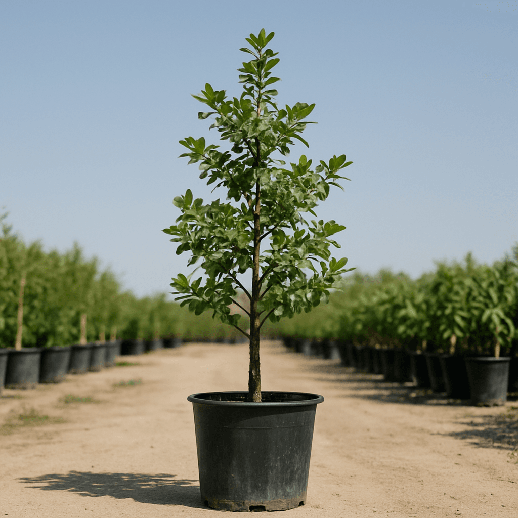 Busida Tree