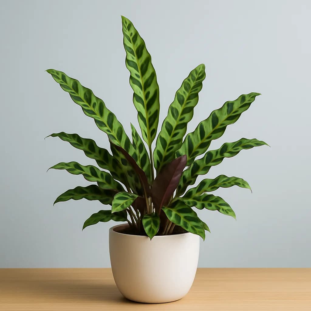 Calathea Lancifolia China