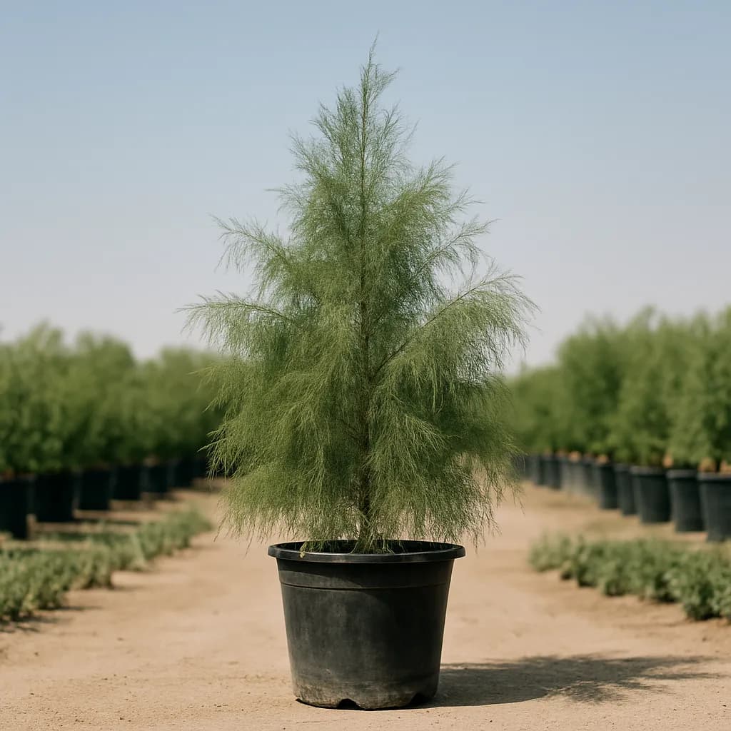 Casuarina Tree
