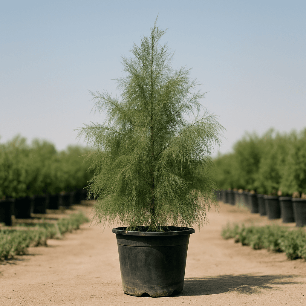 Casuarina Tree