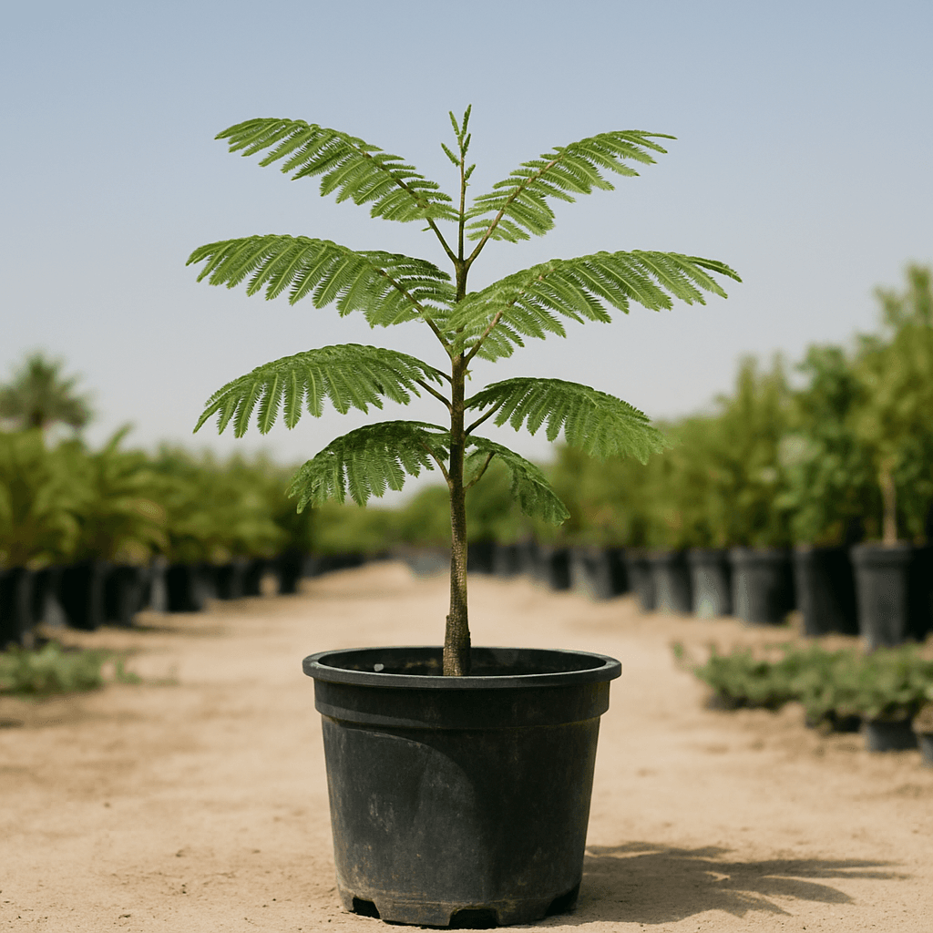 Delonix Regia
