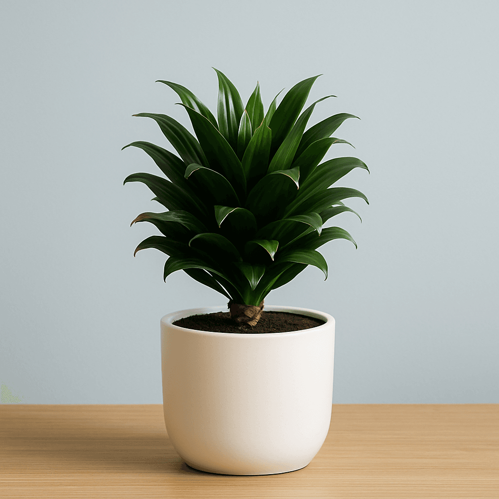Dracaena Compacta