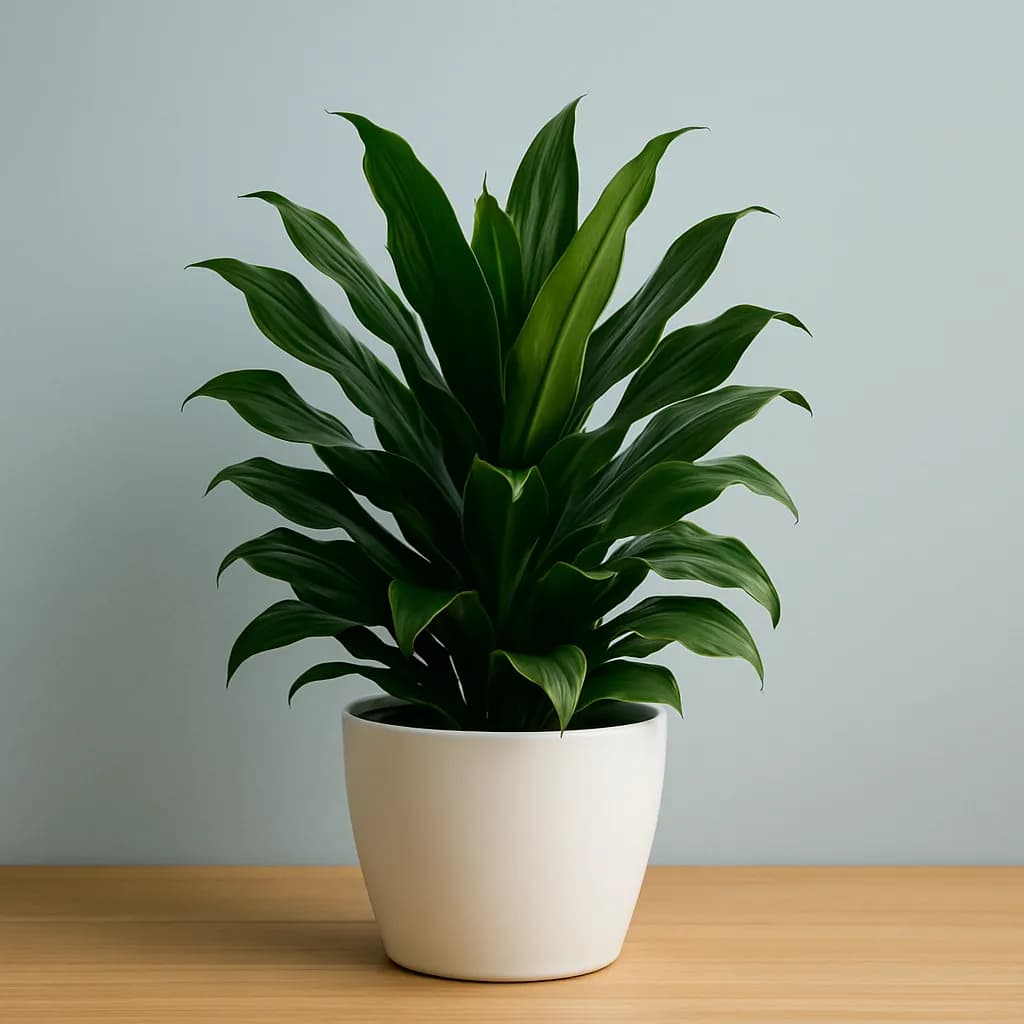 Dracaena Janet Craig
