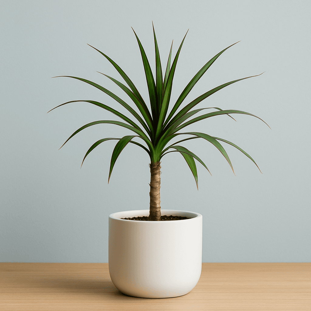 Dracaena Marginata Small