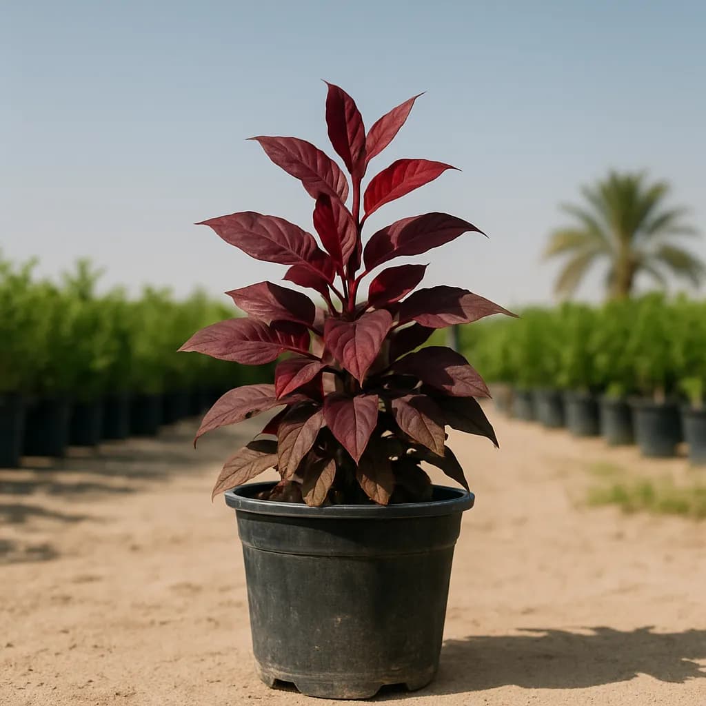 Eranthemum Red