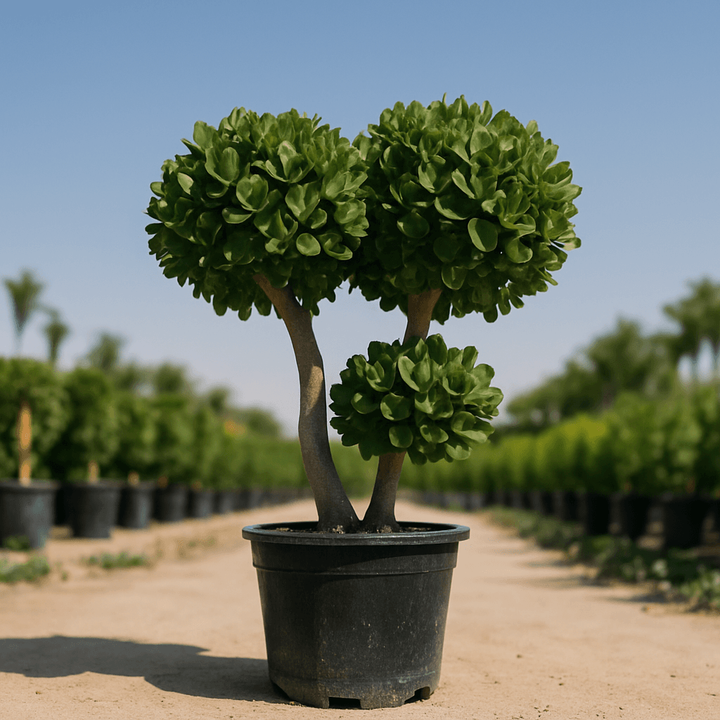 Ficus Panda 2 Head