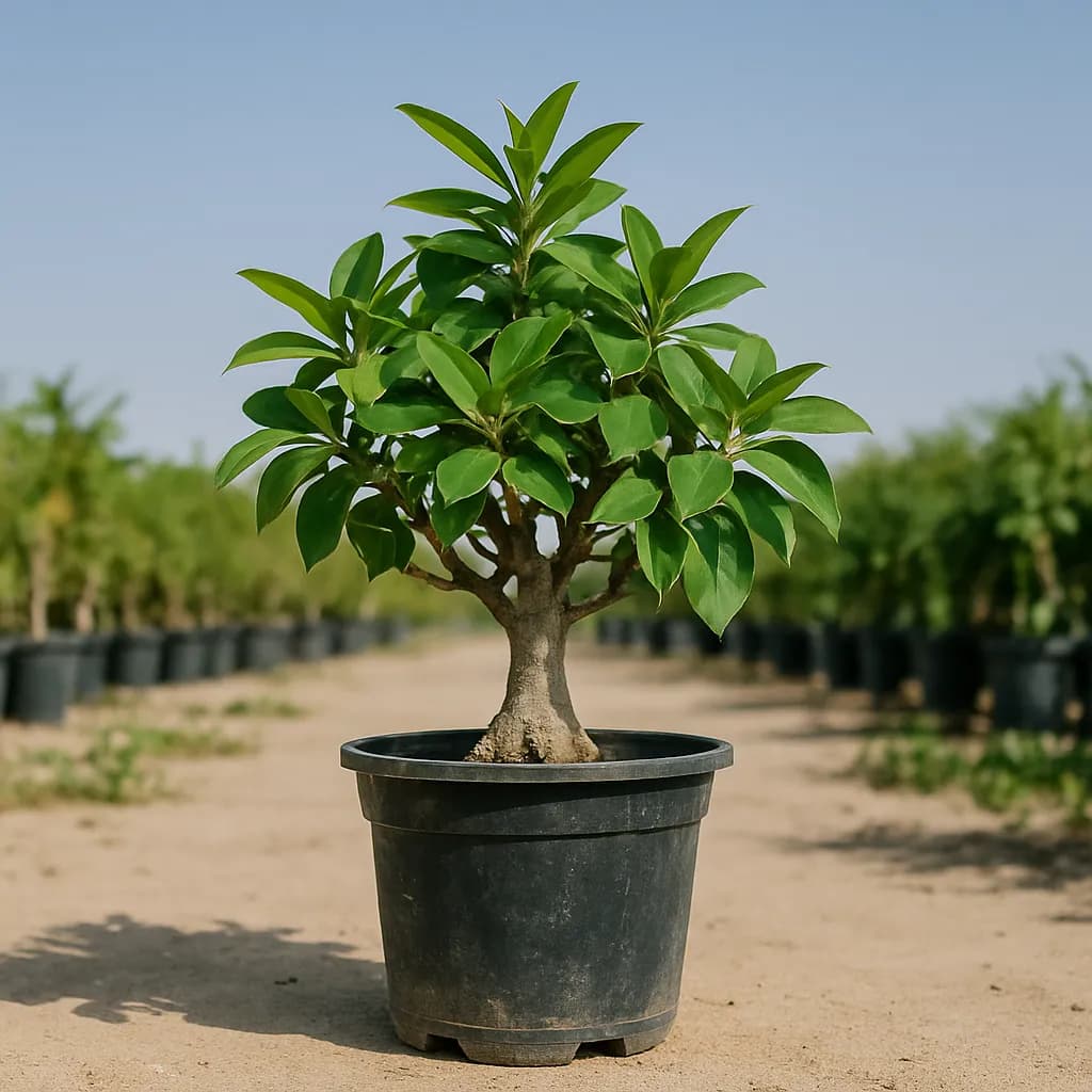 Ficus Table Bonsai Outdoor