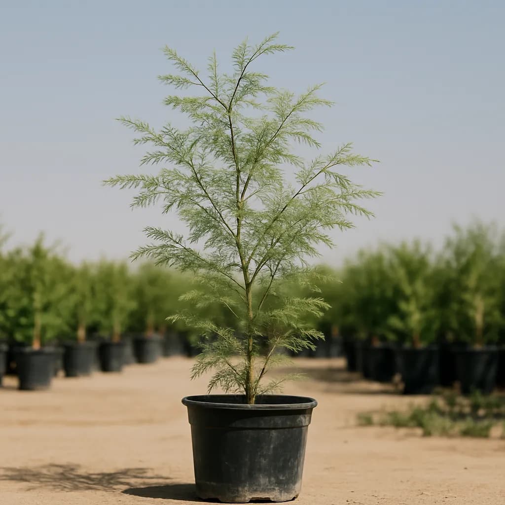 Ghaf Tree