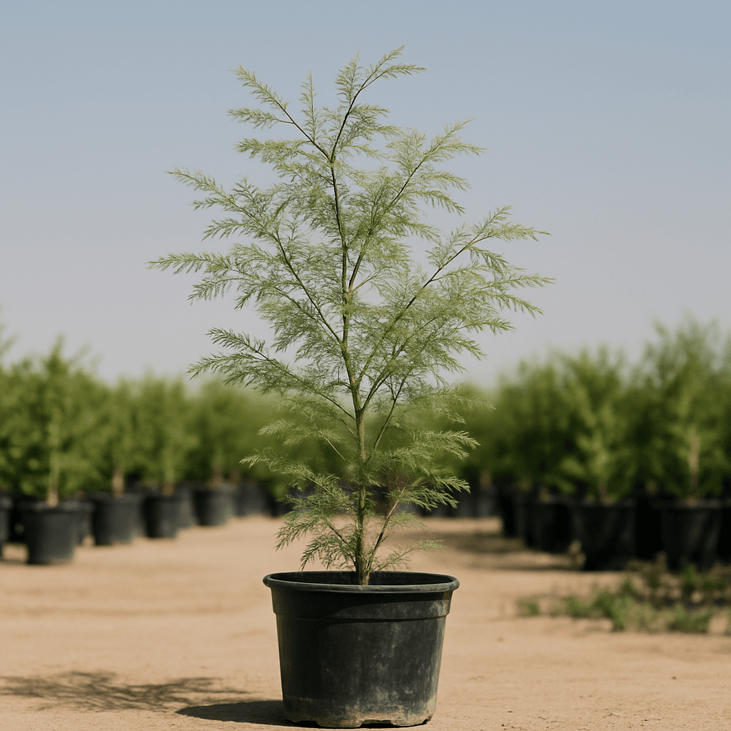 Ghaf Tree