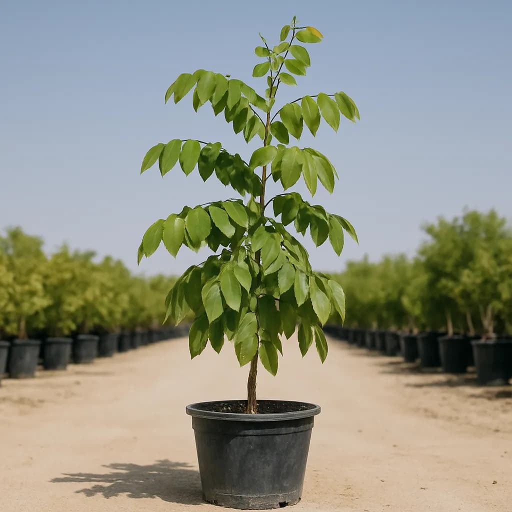 Golden Shower Tree