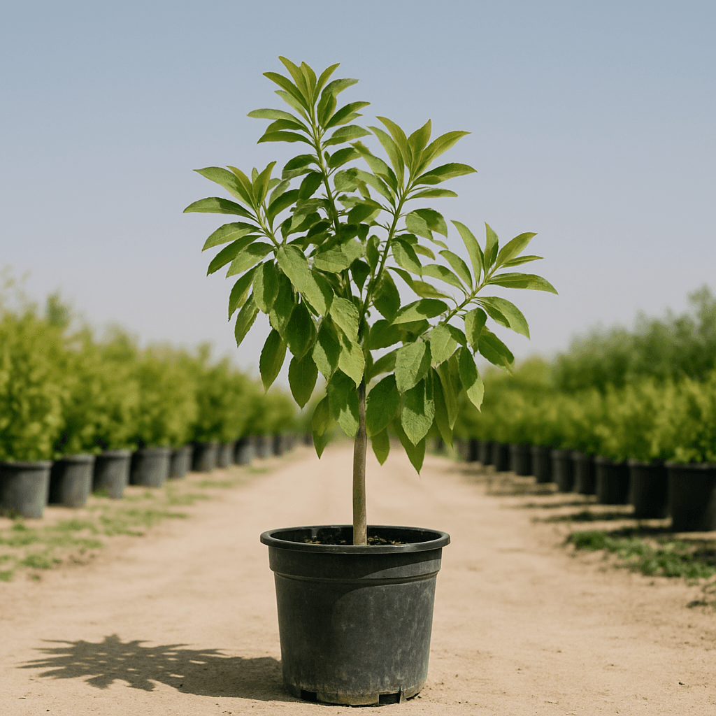 Golden Trumpet Tree