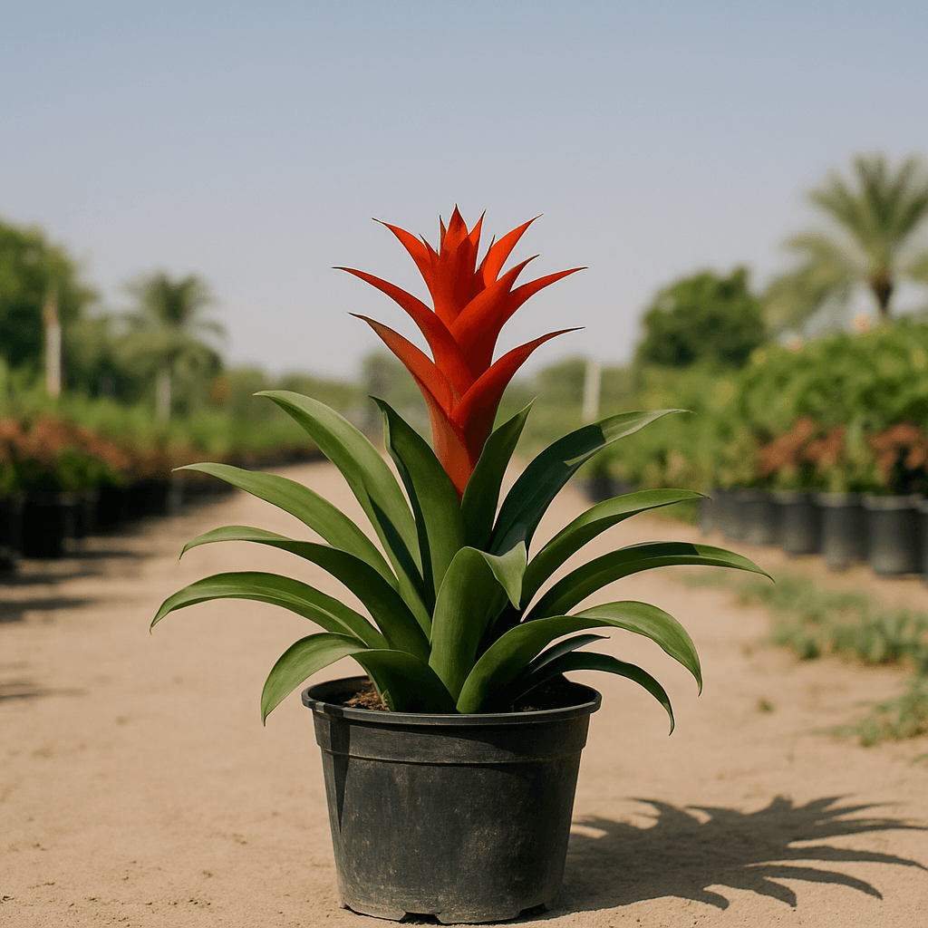 Guzmania