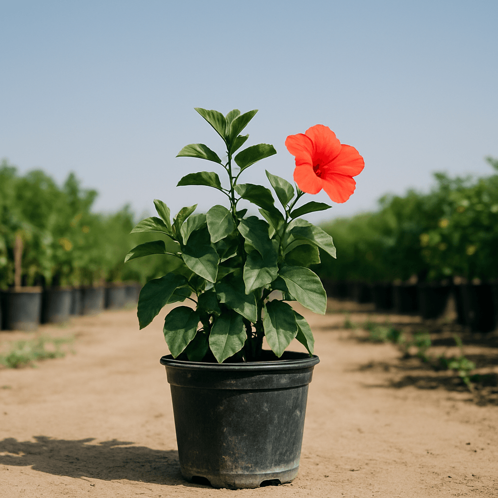 Hibiscus Plant