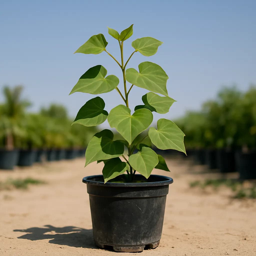 Ipomoea Biloba