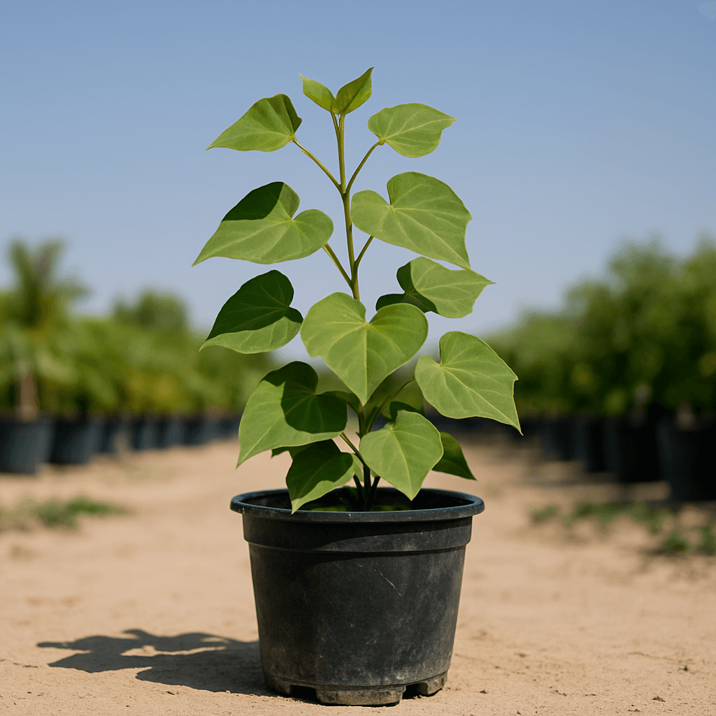 Ipomoea Biloba