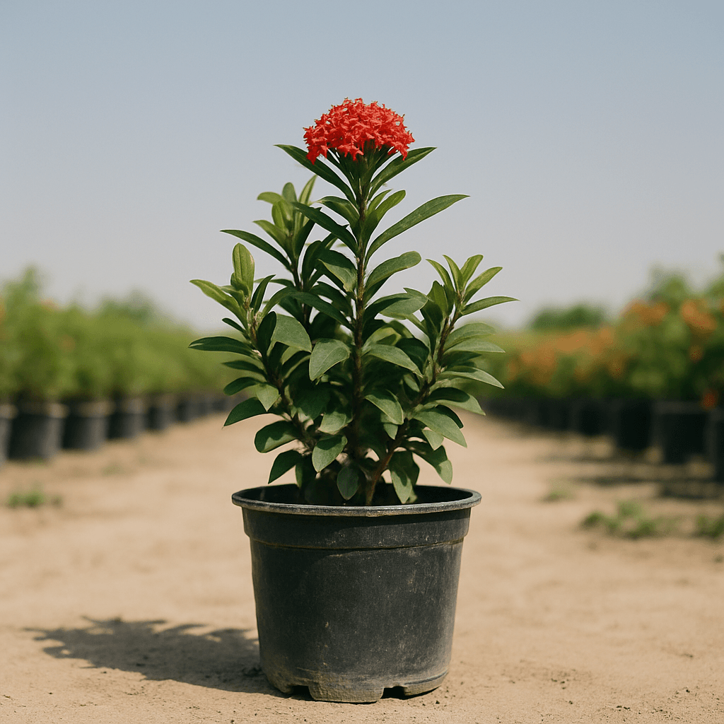 Ixora Red