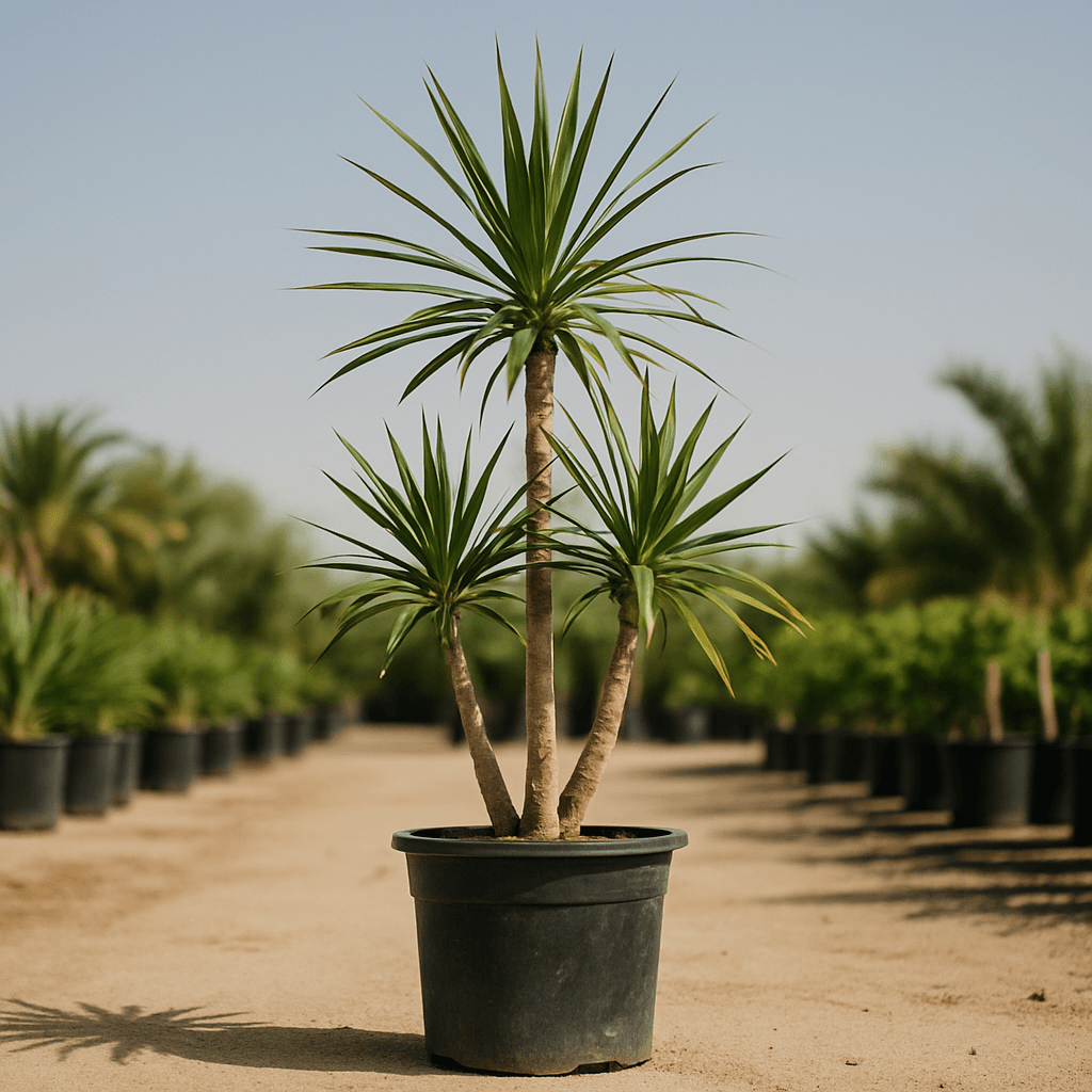Multi Head Dracaena