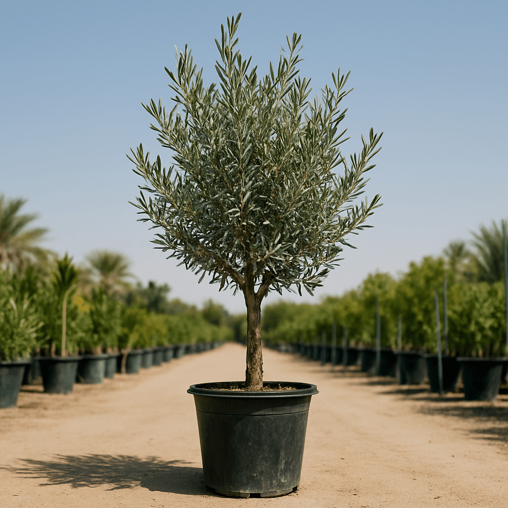 Olive Tree 2m