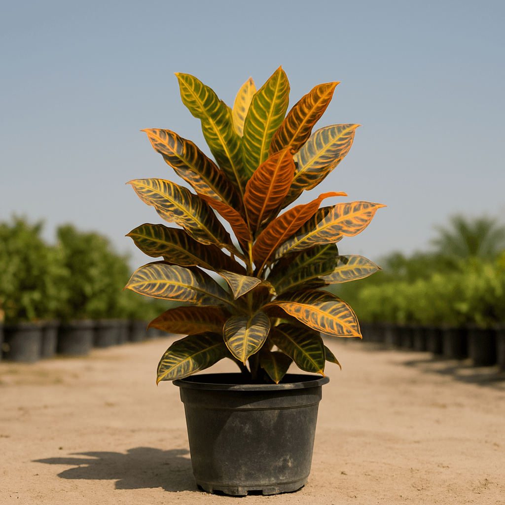 Outdoor Croton
