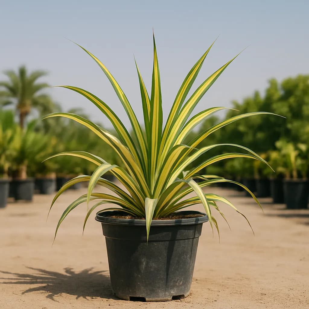 Pandanus Variegated