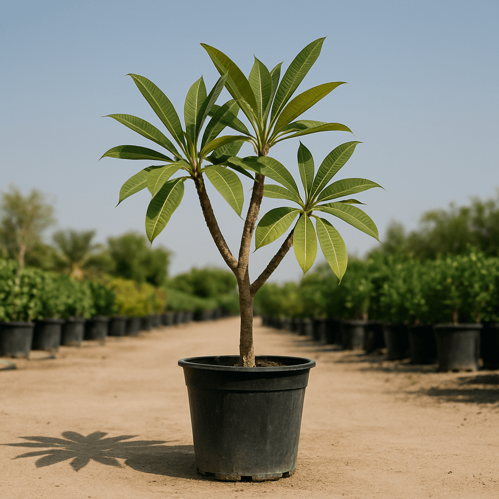 Plumeria Tree