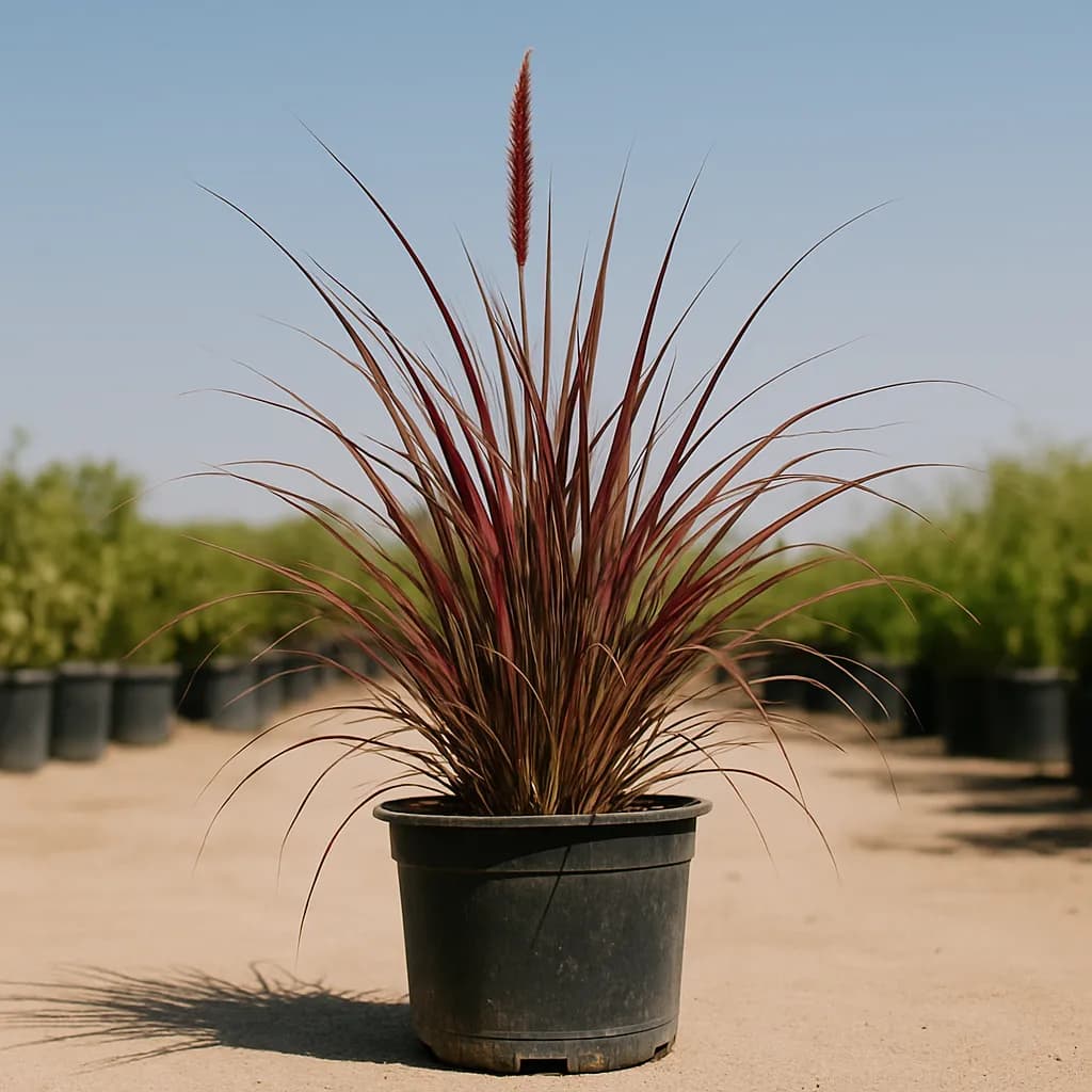 Red Fountain Grass
