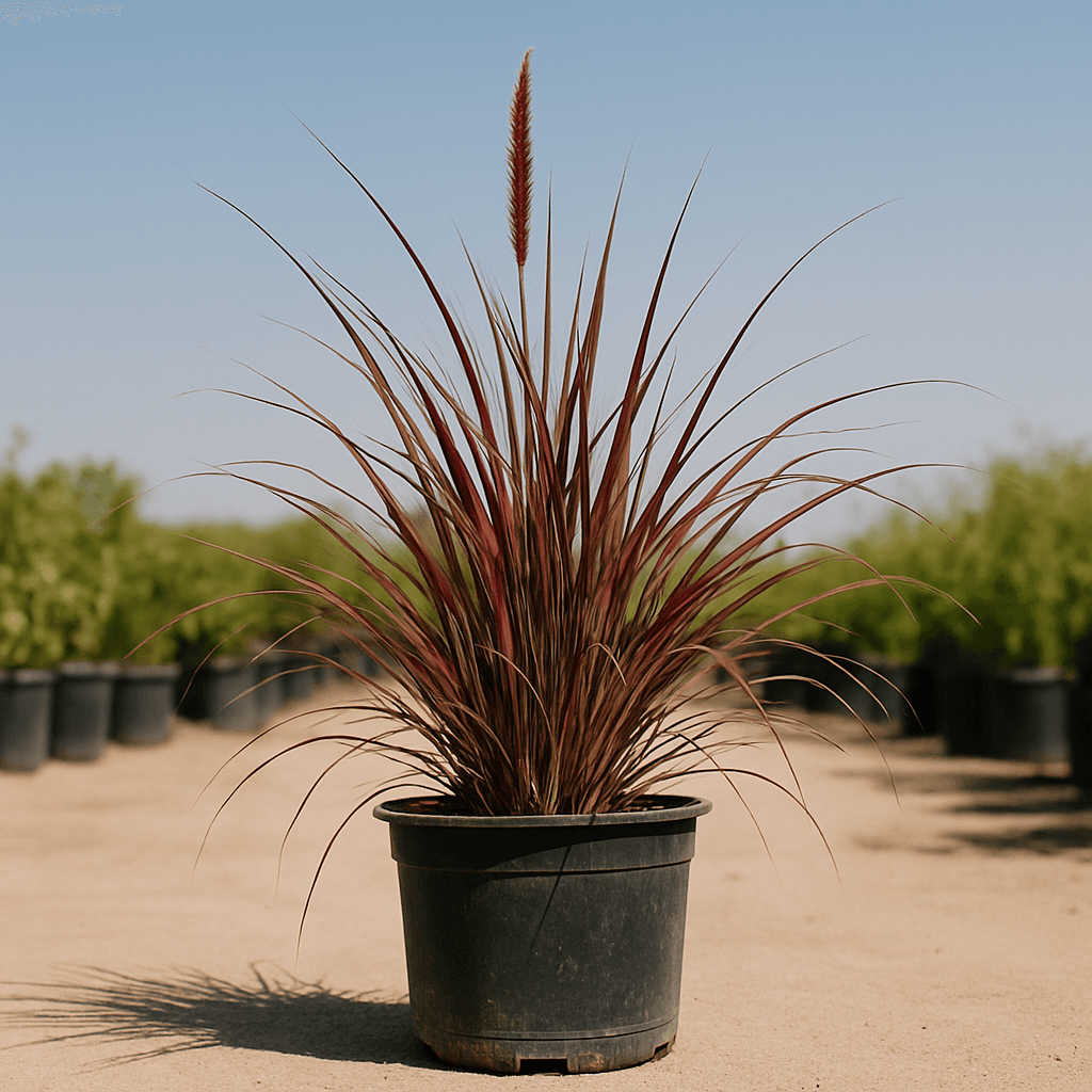 Red Fountain Grass