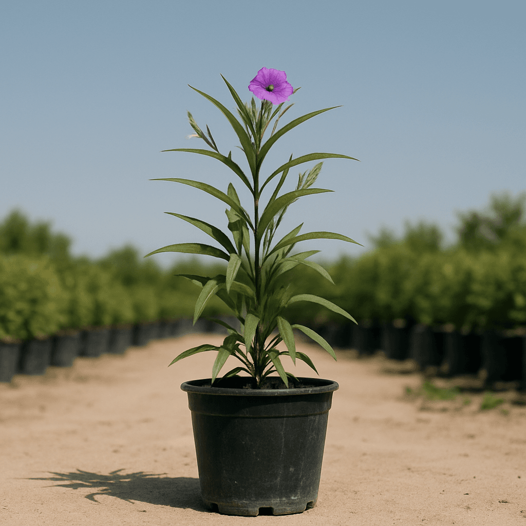 Ruellia