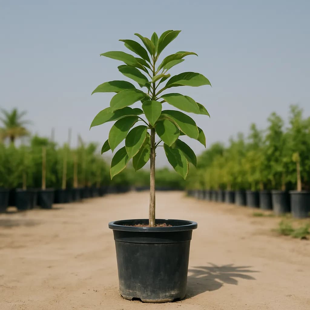 Tabebuia Rosea