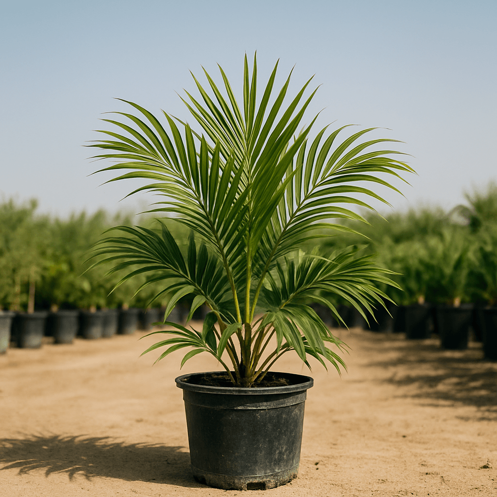 Wax Palm