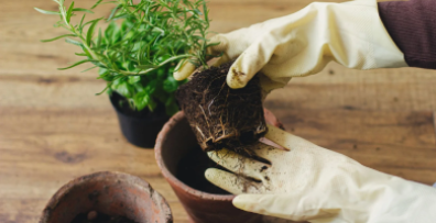 Plants Repotting Services