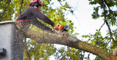 Tree Trimming Services
