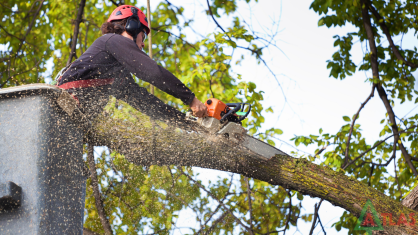 Tree Trimming Services Tree Trimming Services